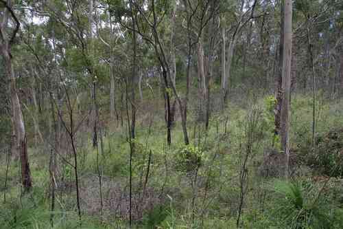 Lemon-scented gum(Corymbia citriodora)