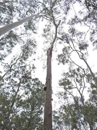 Lemon-scented gum(Corymbia citriodora)