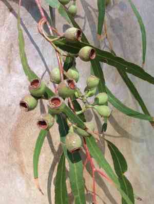 Lemon-scented gum(Corymbia citriodora)