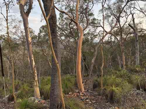 Lemon-scented gum(Corymbia citriodora)