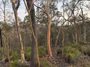 Lemon-scented gum(Corymbia citriodora)