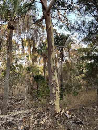 Lemon-scented gum(Corymbia citriodora)