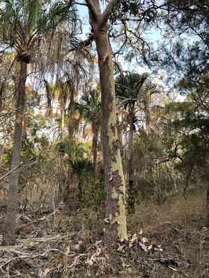 Lemon-scented gum(Corymbia citriodora)