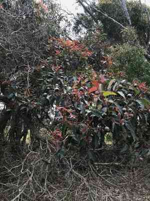 Red flowering gum(Corymbia ficifolia)