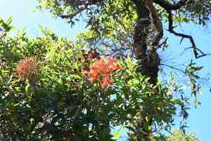 Red flowering gum(Corymbia ficifolia)