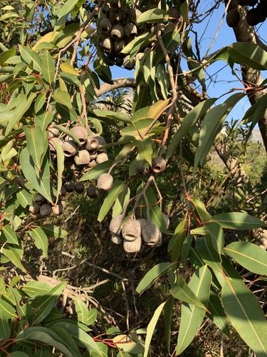 Red flowering gum(Corymbia ficifolia)
