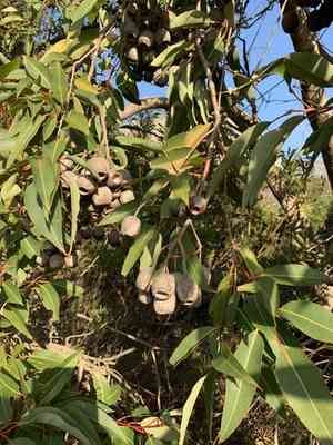 Red flowering gum(Corymbia ficifolia)