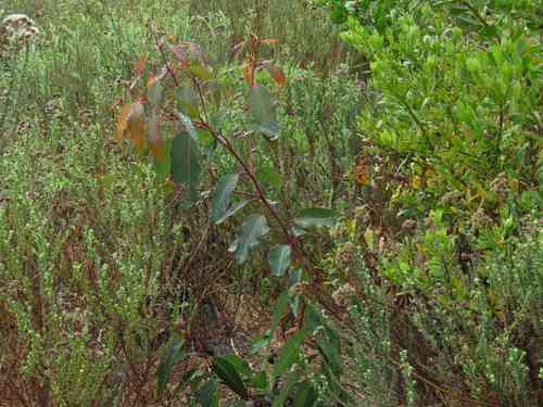 Red flowering gum(Corymbia ficifolia)
