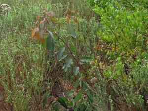 Red flowering gum(Corymbia ficifolia)