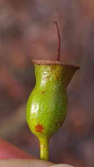Red bloodwood(Corymbia gummifera)