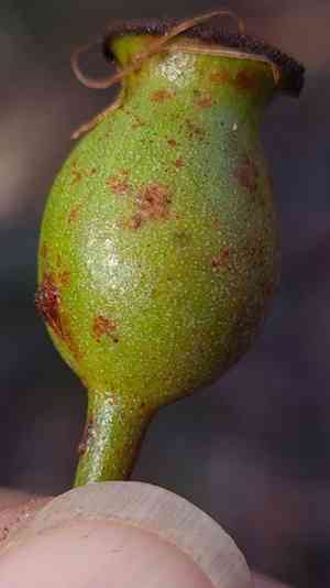 Red bloodwood(Corymbia gummifera)