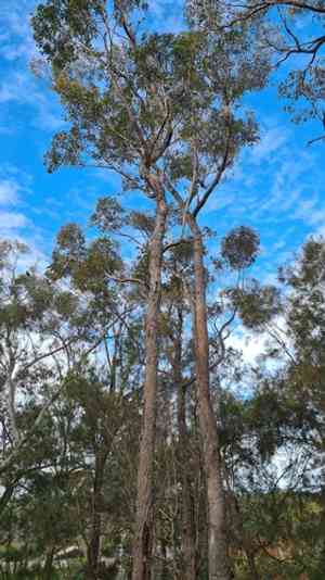 Red bloodwood(Corymbia gummifera)