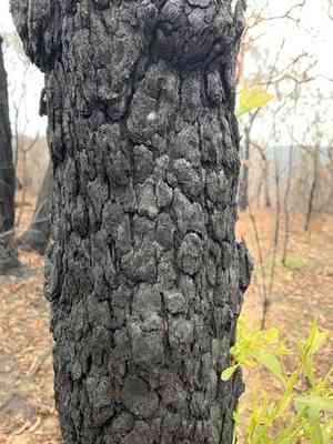 Red bloodwood(Corymbia gummifera)