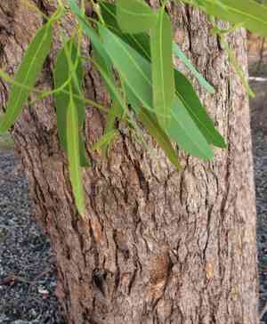 Corymbia polycarpa(Corymbia polycarpa)