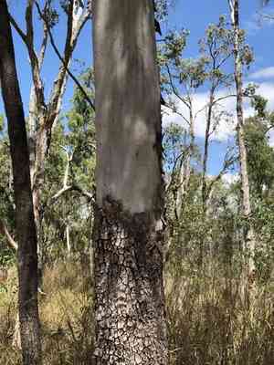 Carbeen(Corymbia tessellaris)