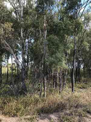 Carbeen(Corymbia tessellaris)