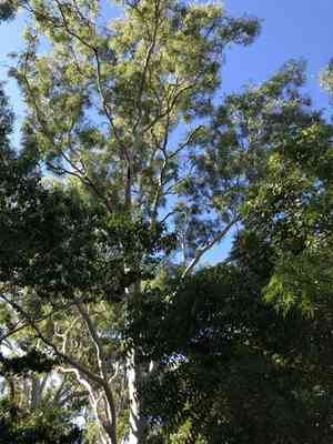 Carbeen(Corymbia tessellaris)