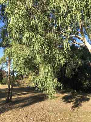 Carbeen(Corymbia tessellaris)