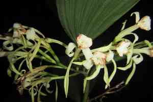 White cinnamon orchid(Corymborkis veratrifolia)