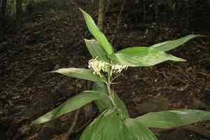 White cinnamon orchid(Corymborkis veratrifolia)