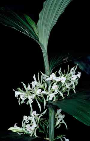White cinnamon orchid(Corymborkis veratrifolia)