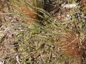 Gray clubawn grass(Corynephorus canescens)