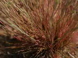 Gray clubawn grass(Corynephorus canescens)