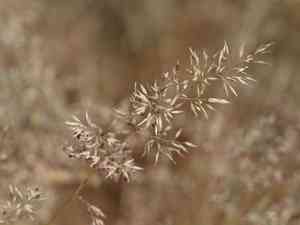 Gray clubawn grass(Corynephorus canescens)