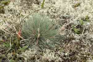 Gray clubawn grass(Corynephorus canescens)