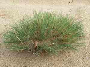 Gray clubawn grass(Corynephorus canescens)