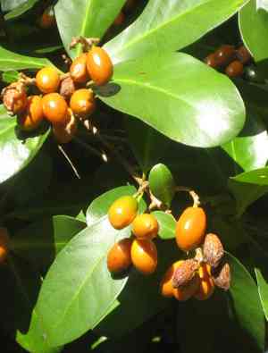 New Zealand laurel(Corynocarpus laevigatus)