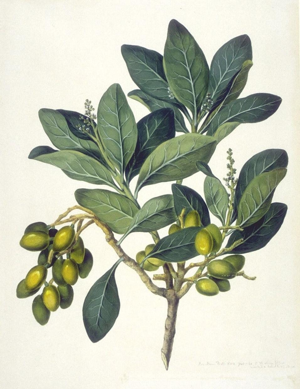 New Zealand laurel