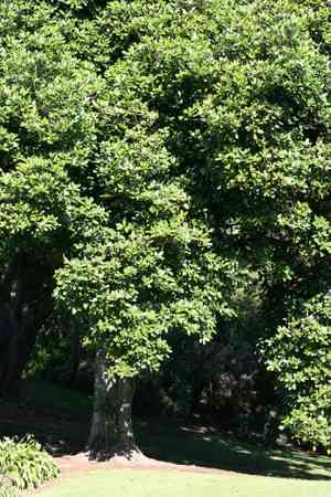 New Zealand laurel(Corynocarpus laevigatus)