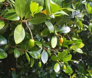New Zealand laurel(Corynocarpus laevigatus)