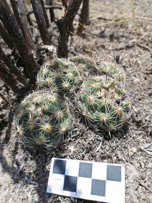 Rhinoceros cactus(Coryphantha cornifera)