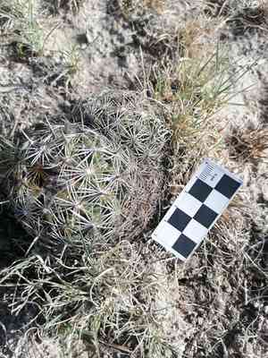 Rhinoceros cactus(Coryphantha cornifera)