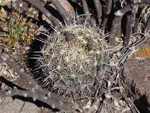 Rhinoceros cactus(Coryphantha cornifera)