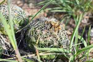 Rhinoceros cactus(Coryphantha cornifera)