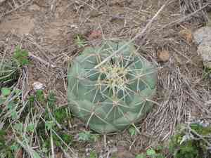 Rhinoceros cactus(Coryphantha cornifera)