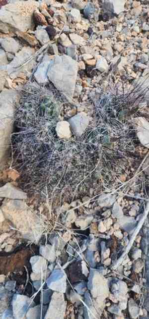 Nipple beehive cactus(Coryphantha macromeris)