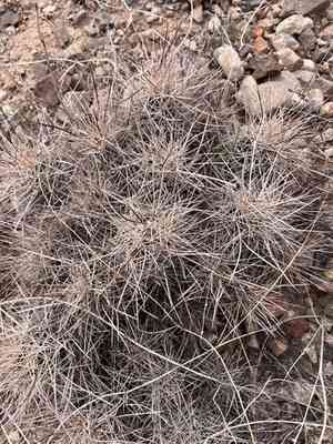 Nipple beehive cactus(Coryphantha macromeris)