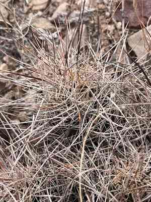 Nipple beehive cactus(Coryphantha macromeris)