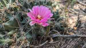 Nipple beehive cactus(Coryphantha macromeris)