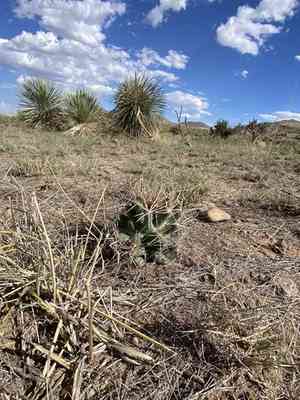 Scheer's beehive cactus(Coryphantha robustispina)
