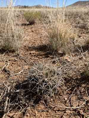Scheer's beehive cactus(Coryphantha robustispina)