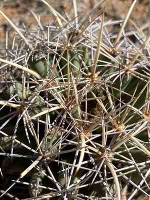 Scheer's beehive cactus(Coryphantha robustispina)