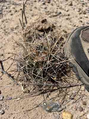 Scheer's beehive cactus(Coryphantha robustispina)