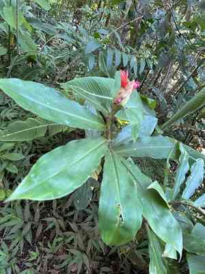 Spiral ginger(Costus pulverulentus)