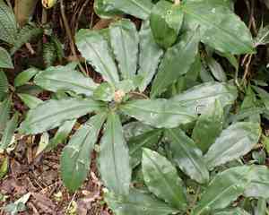 Spiral ginger(Costus pulverulentus)