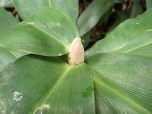 Spiral ginger(Costus pulverulentus)